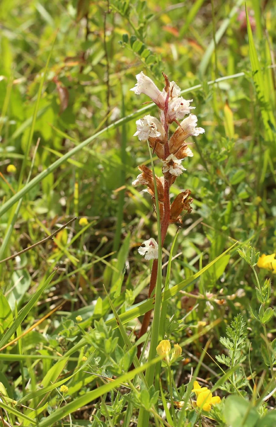 Image of genus Orobanche specimen.