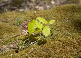 genus Quercus. Молодое растение. Краснодарский край, Крымский р-н, окр. станицы Гладковская, грязевой вулкан Гладковские сопки, дубовый лес, поросшая мхом каменистая поляна. 25.04.2020.