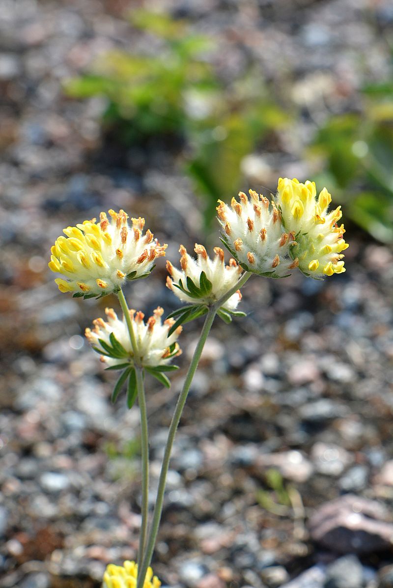 Image of Anthyllis macrocephala specimen.