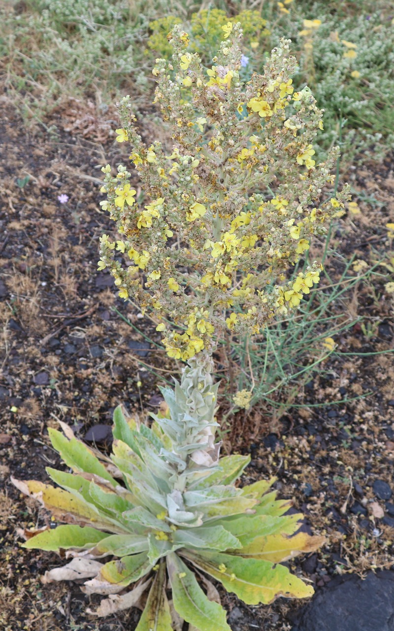 Image of genus Verbascum specimen.