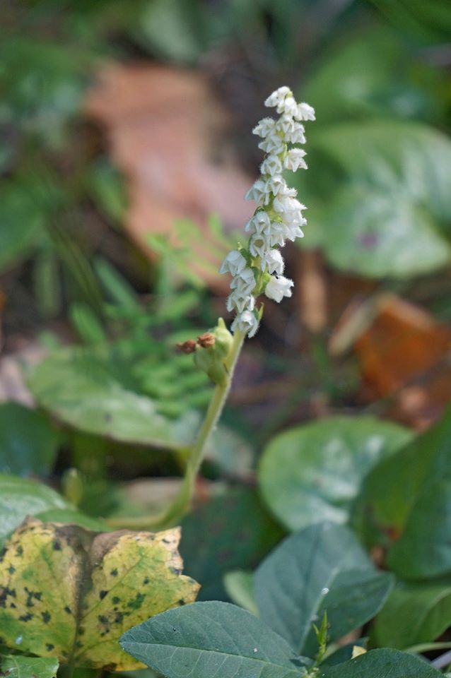 Image of Goodyera repens specimen.