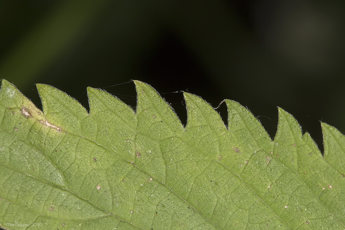 Image of genus Urtica specimen.