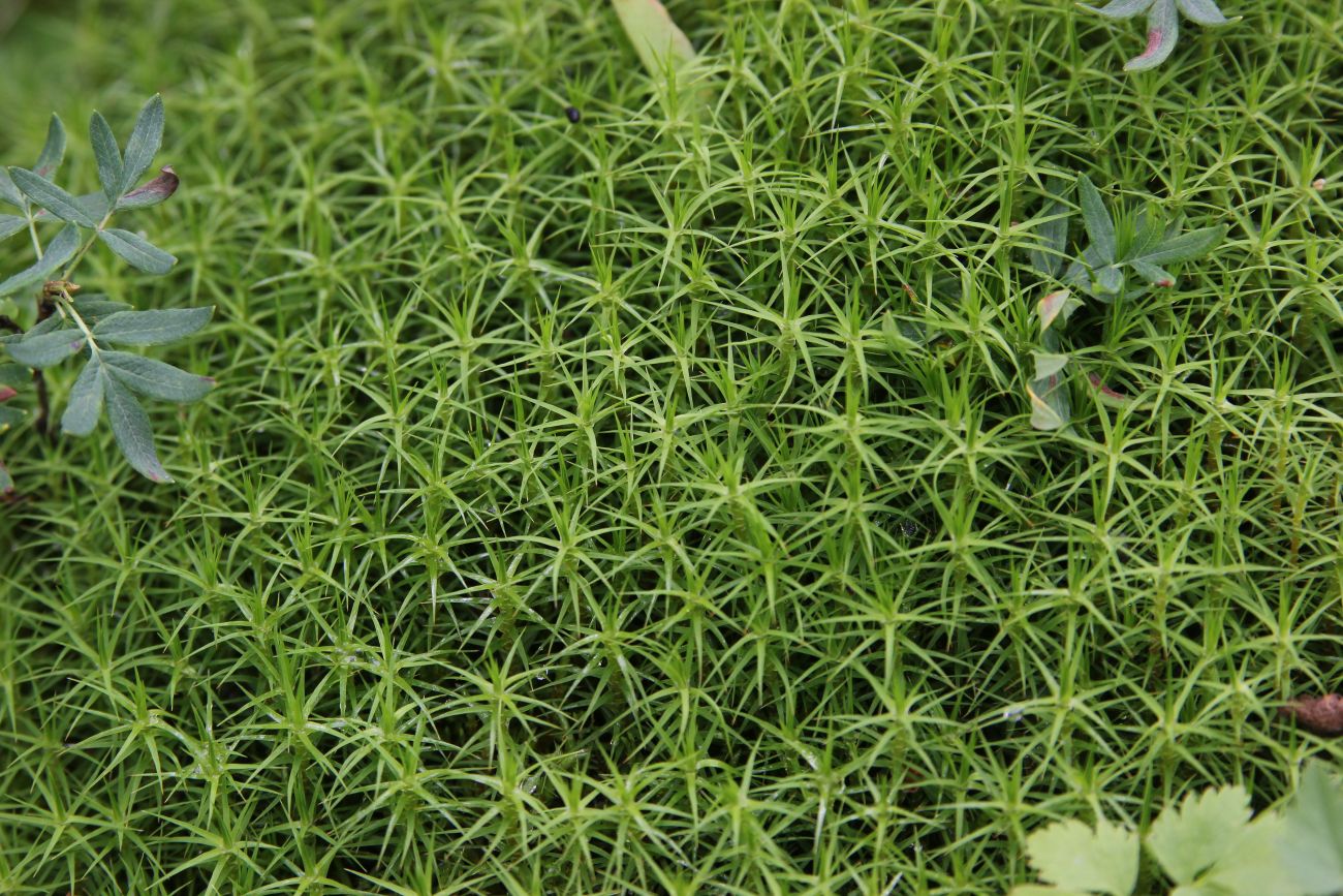 Image of Polytrichum commune specimen.