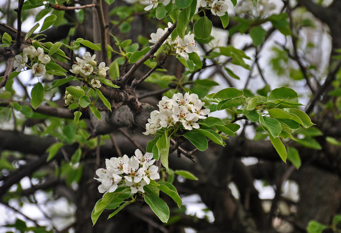 Image of Pyrus communis specimen.