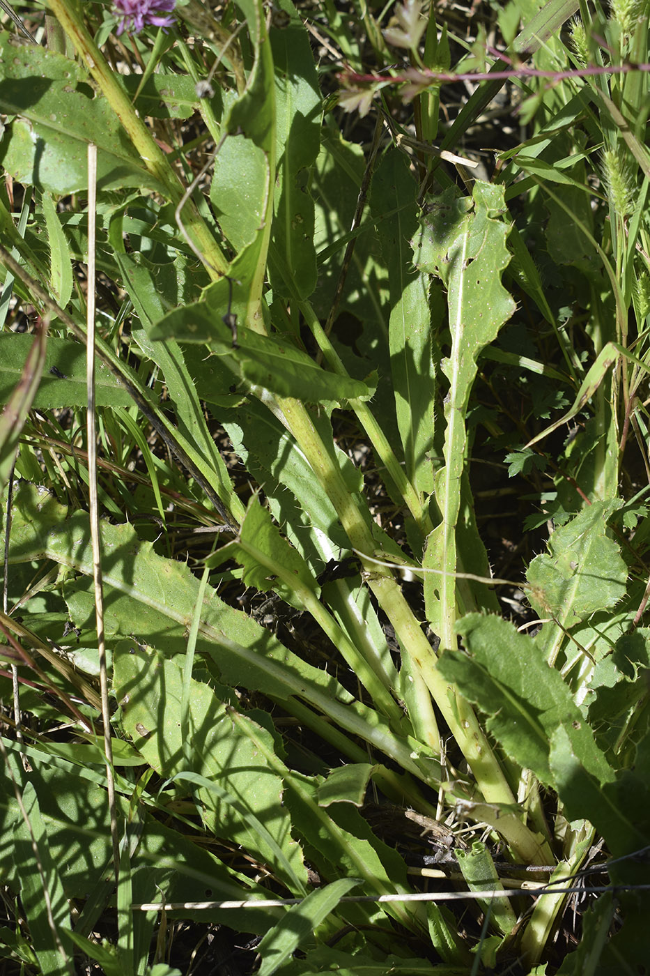 Изображение особи Cirsium monspessulanum.