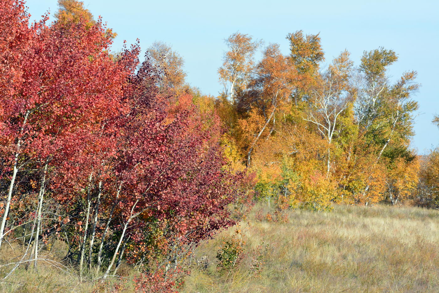 Изображение особи Populus tremula.