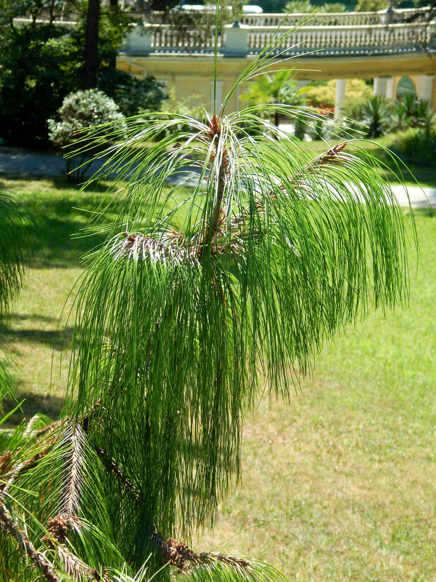 Изображение особи Pinus patula.