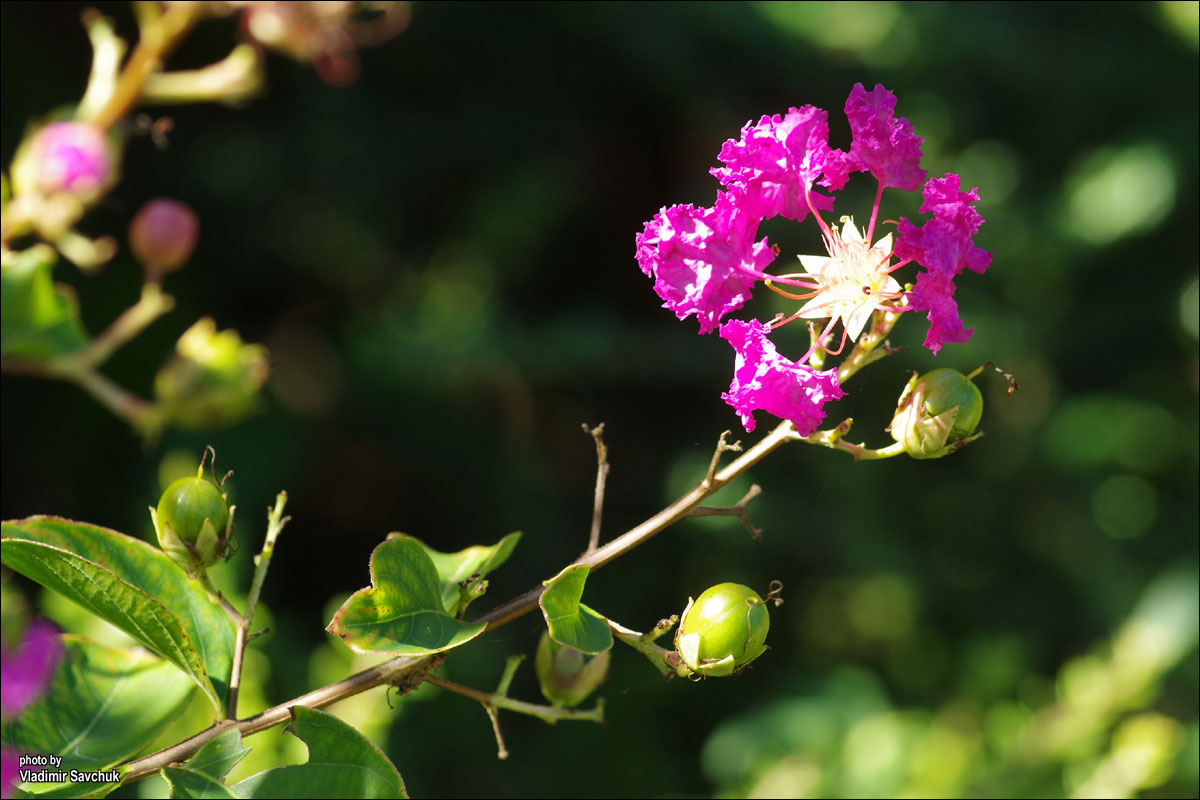 Image of Lagerstroemia indica specimen.