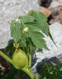 Cardiospermum halicacabum