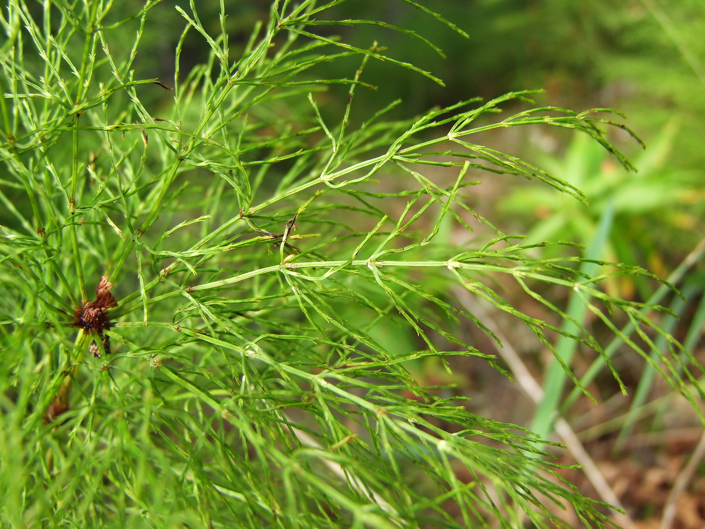 Изображение особи Equisetum sylvaticum.