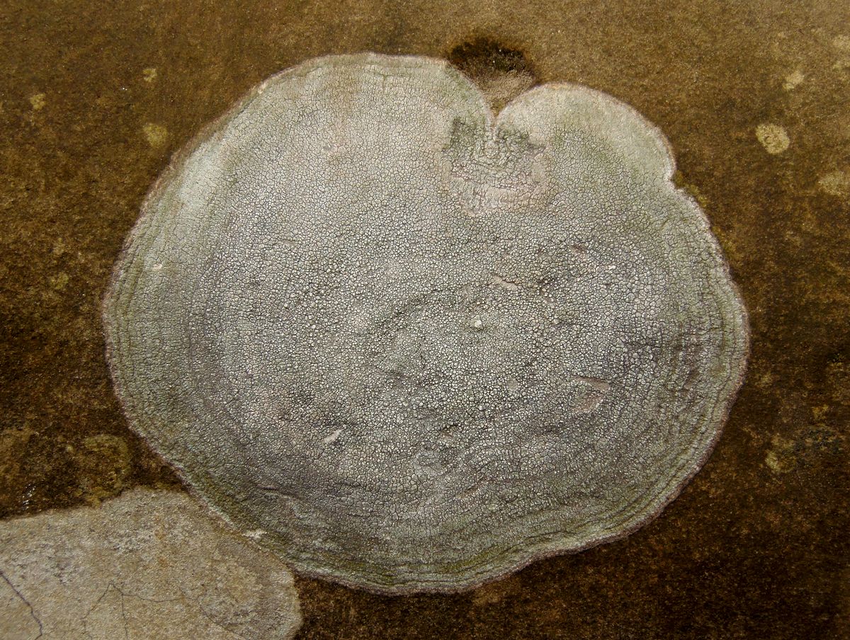 Image of genus Aspicilia specimen.