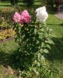 Hydrangea paniculata. Цветущее растение. Тверская обл., г. Тверь, городской сад, в культуре. 22 сентября 2020 г.