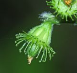 Agrimonia coreana