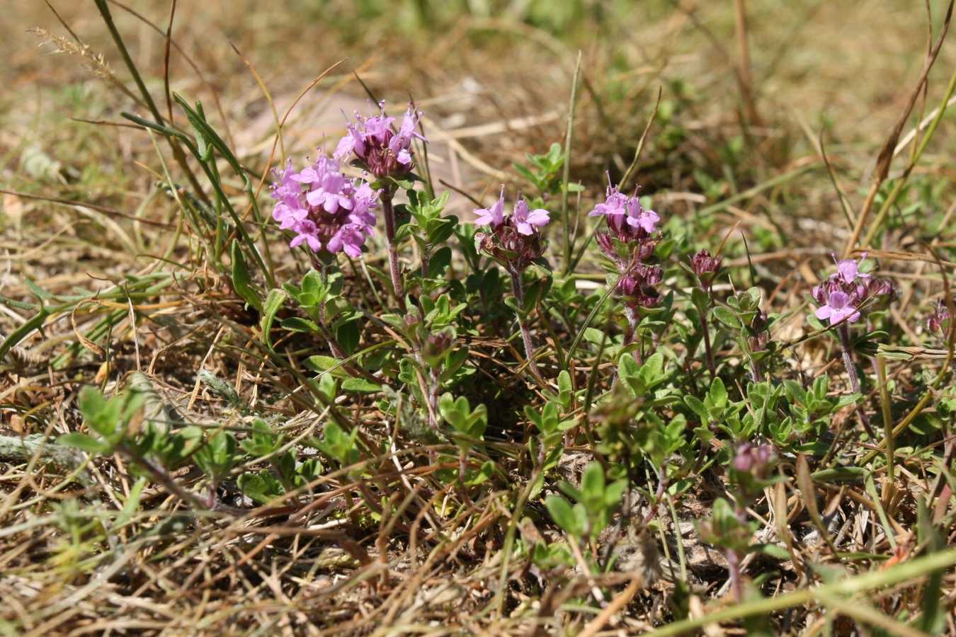 Image of Thymus serpyllum specimen.