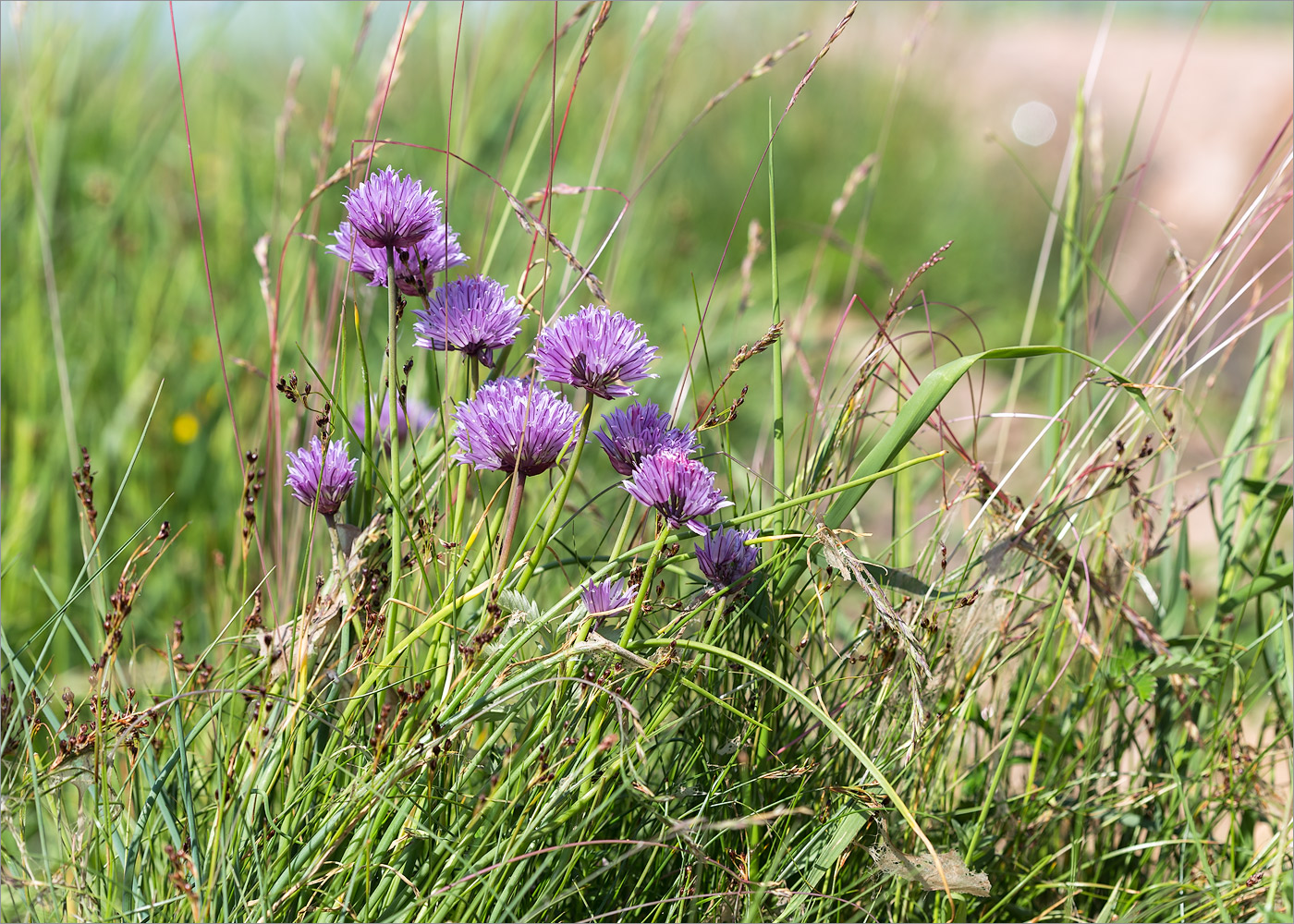 Image of Allium schoenoprasum specimen.