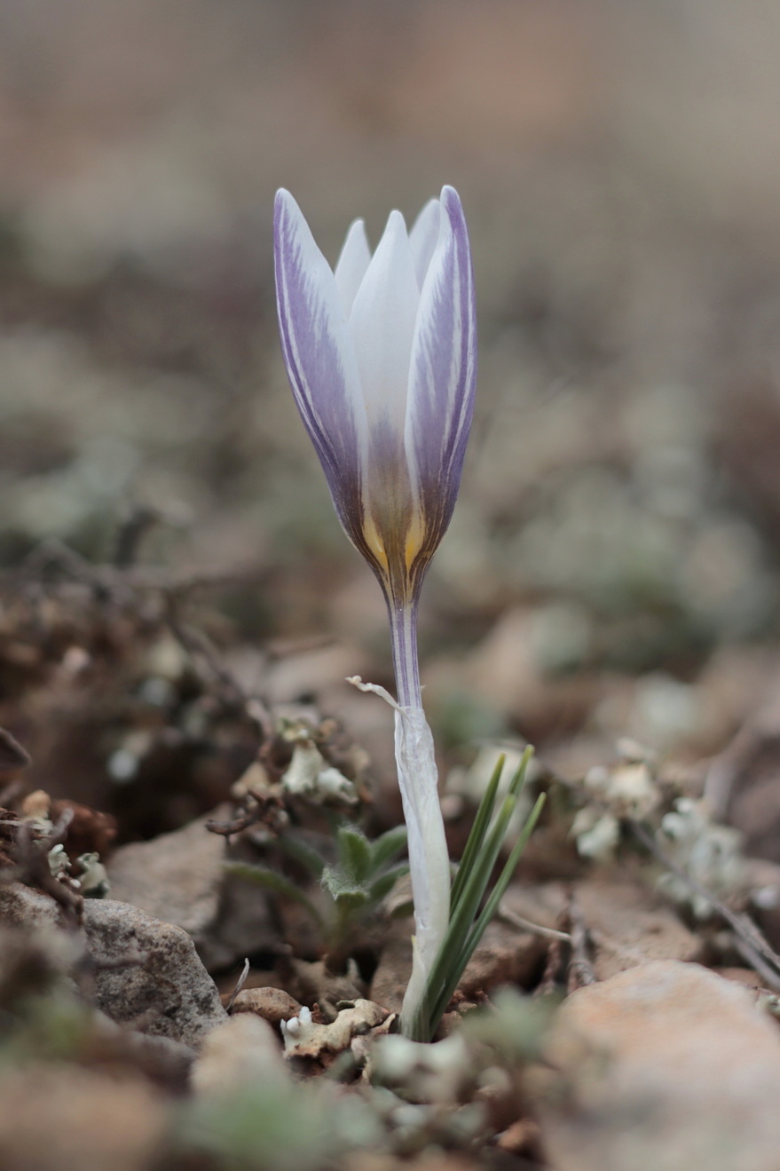 Изображение особи Crocus tauricus.