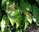 Hosta albomarginata