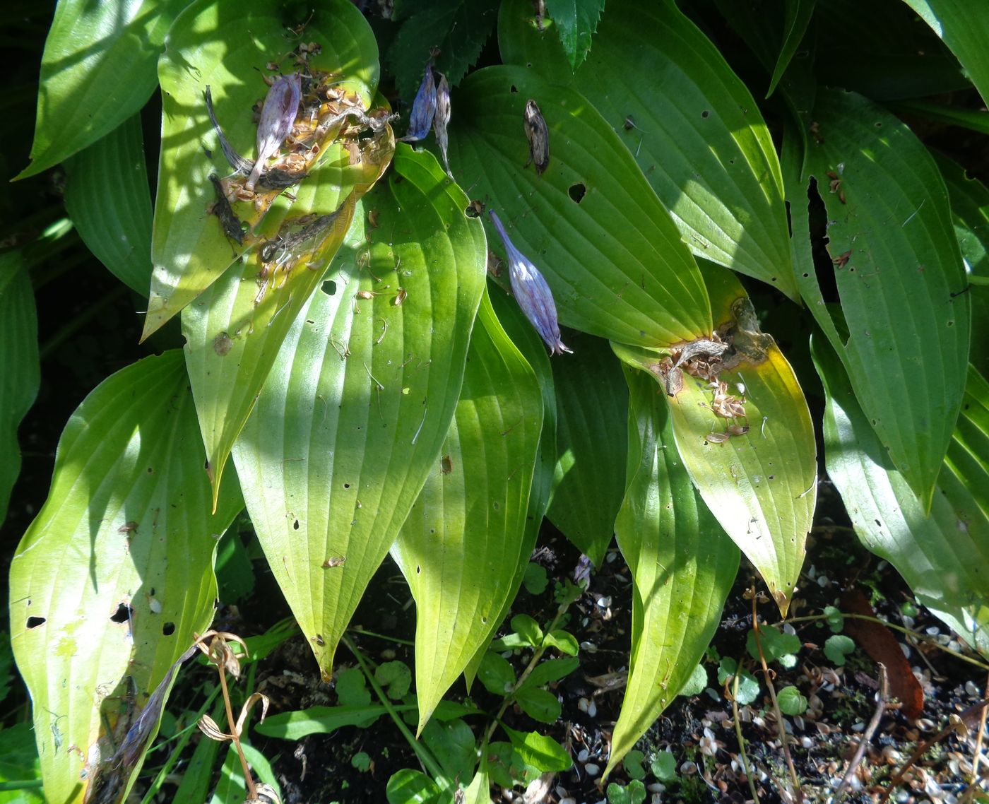 Изображение особи Hosta albomarginata.