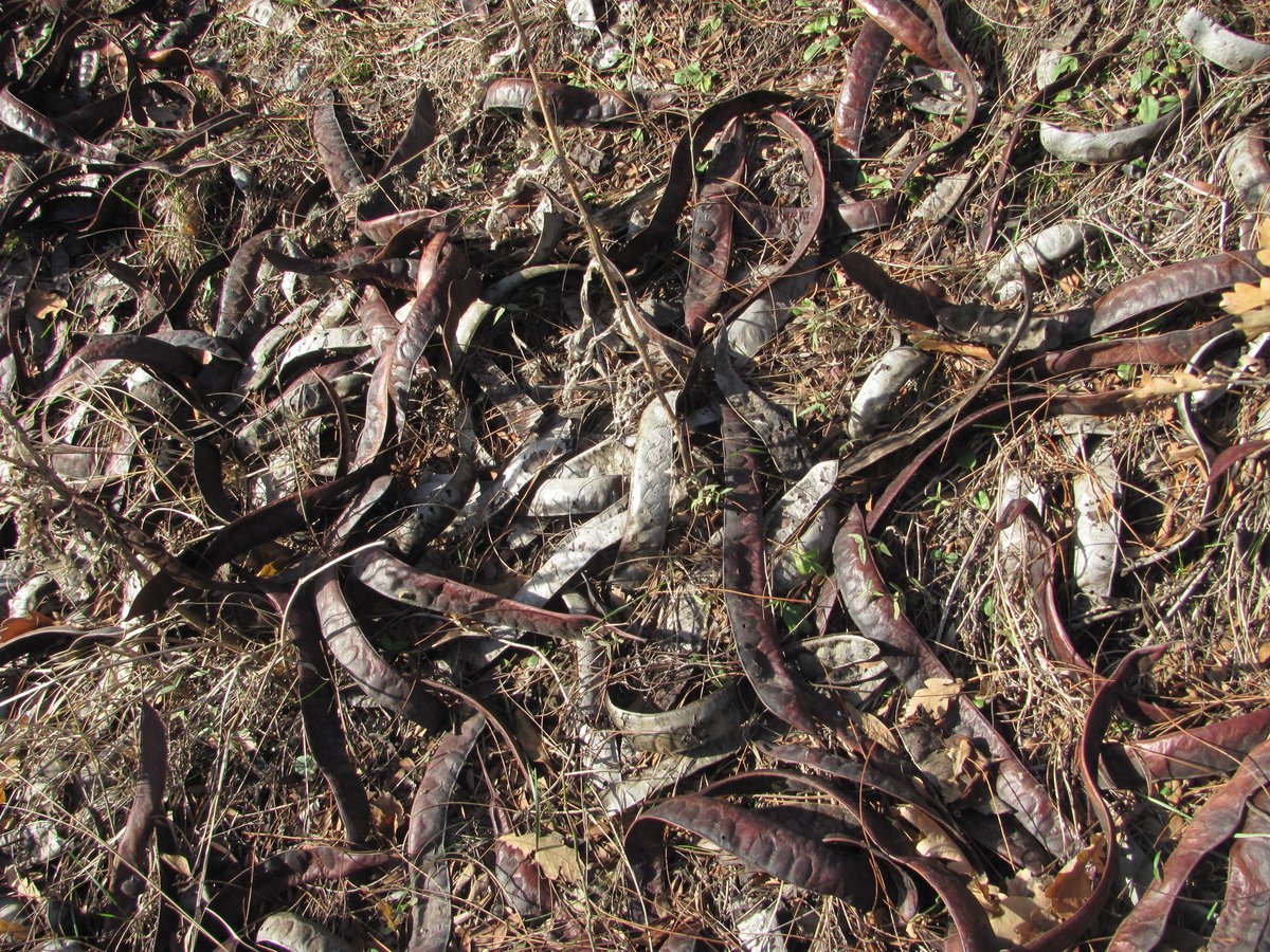 Image of Gleditsia triacanthos specimen.