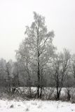 Betula pendula. Покоящееся растение с ветвями, покрытыми инеем. Карельский перешеек, окр. Сертолово, на краю поля. 17.01.2021.
