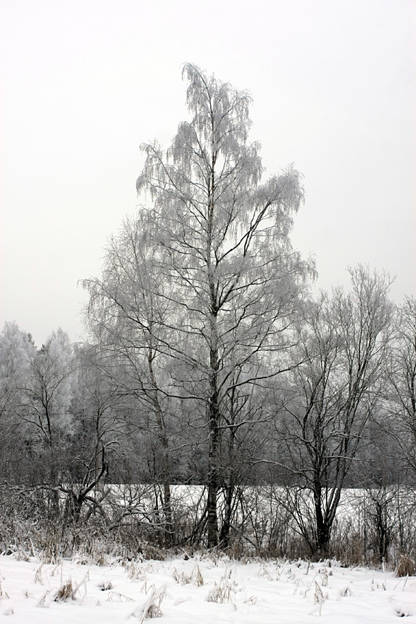 Изображение особи Betula pendula.