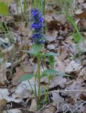 Ajuga genevensis