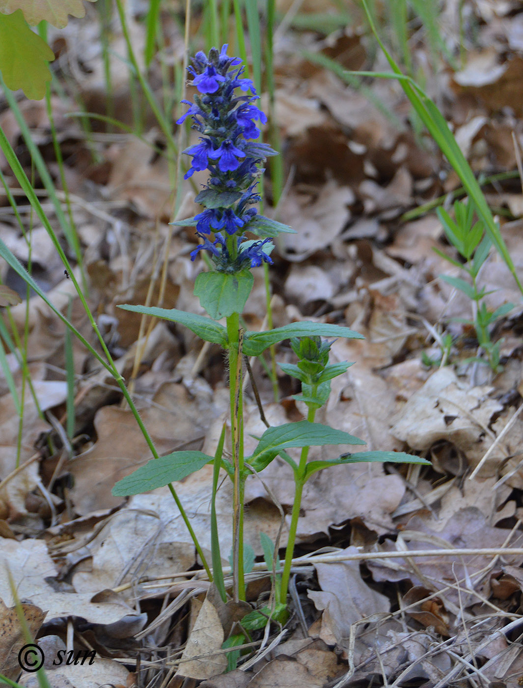 Изображение особи Ajuga genevensis.