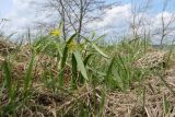 Gagea lutea