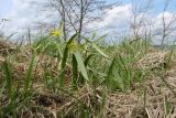 Gagea lutea