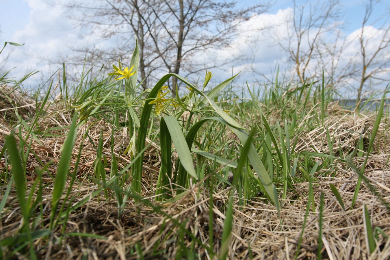 Изображение особи Gagea lutea.