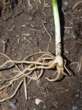 genus Dactylorhiza