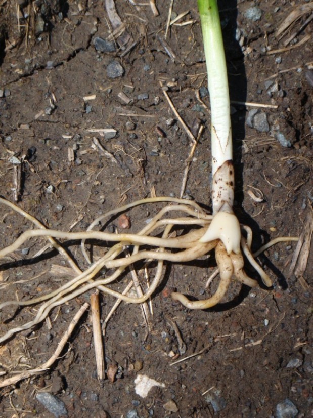 Изображение особи род Dactylorhiza.