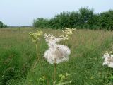 Filipendula palmata