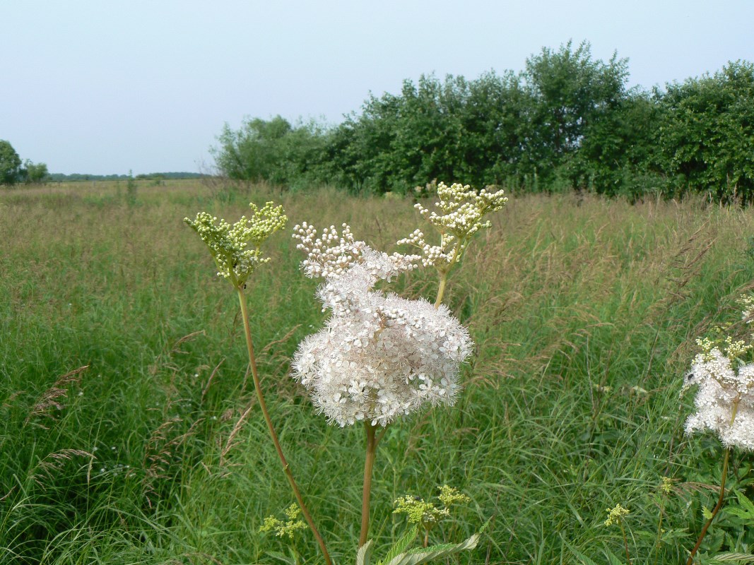 Image of Filipendula palmata specimen.