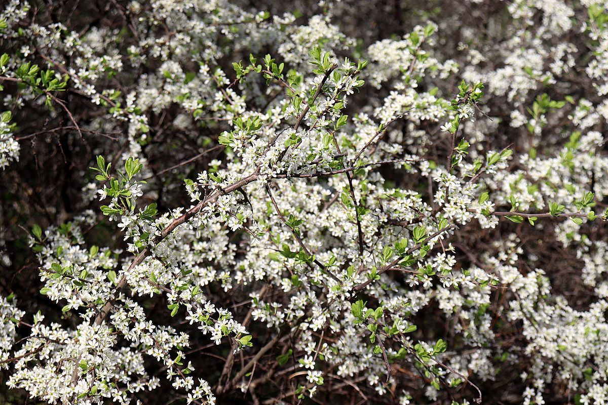 Image of Prunus stepposa specimen.