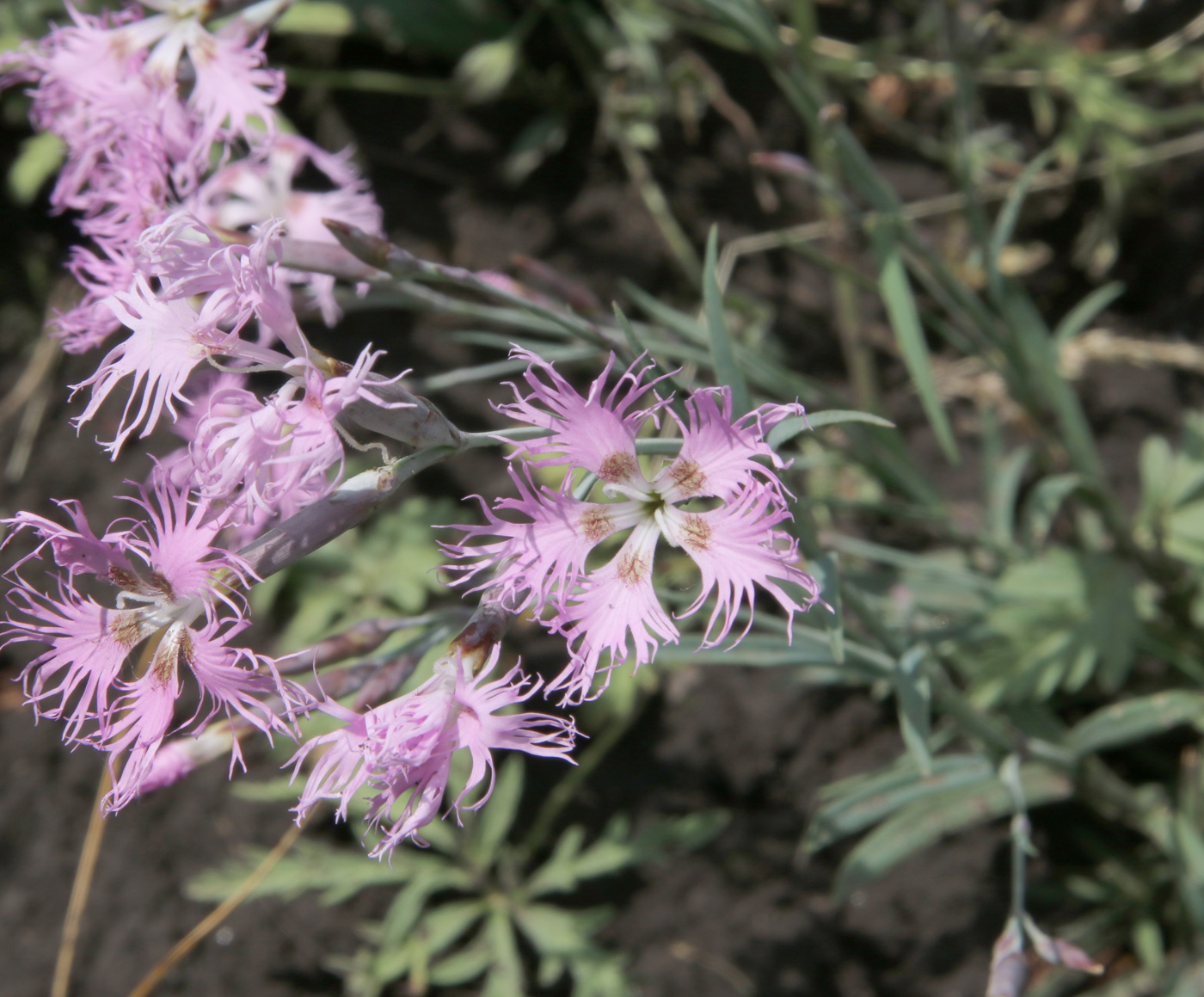 Изображение особи Dianthus superbus.