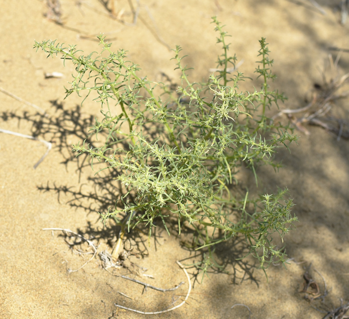 Изображение особи род Salsola.