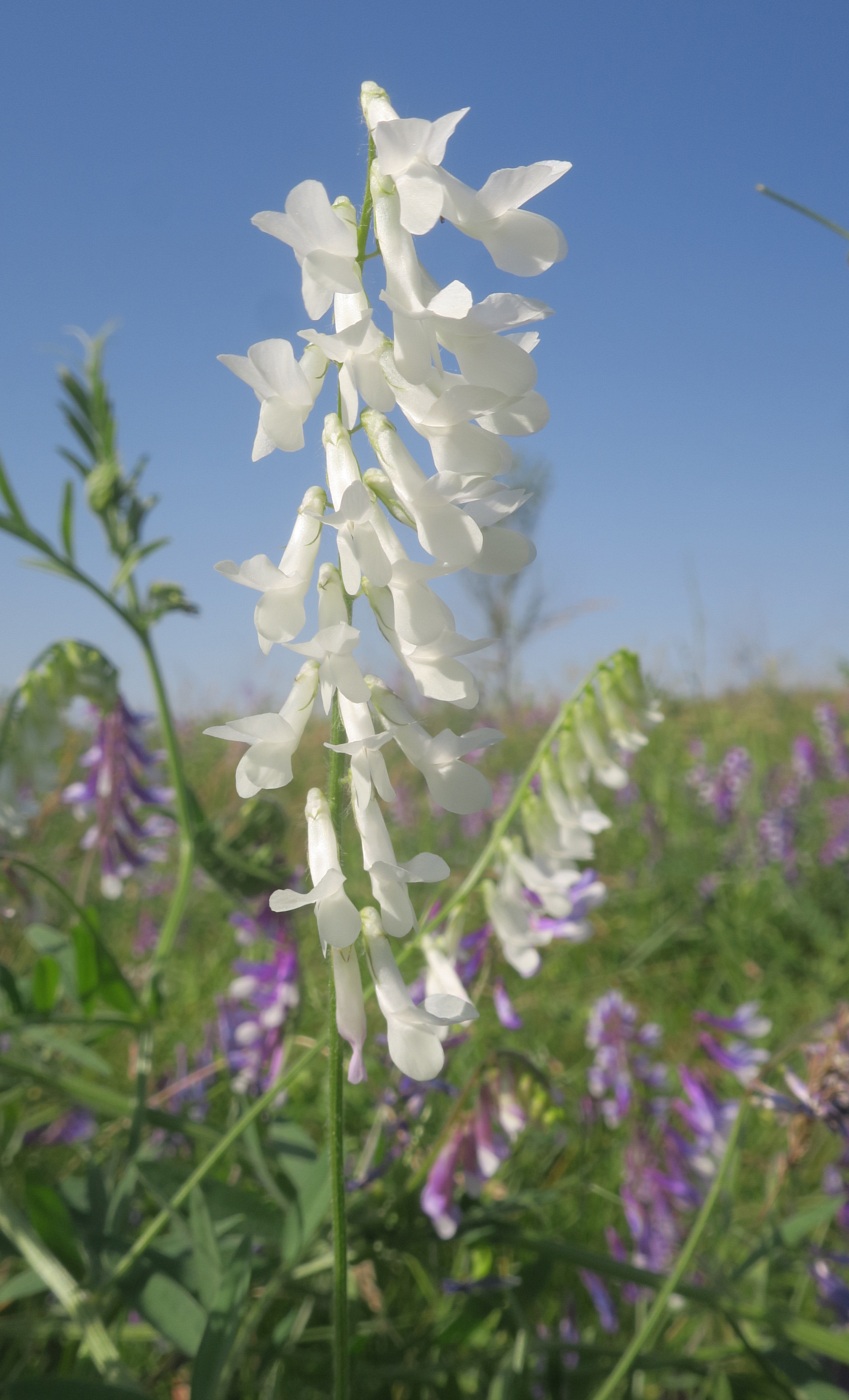 Image of Vicia villosa specimen.