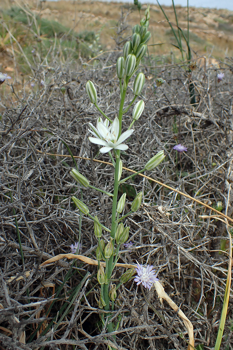 Изображение особи Ornithogalum narbonense.