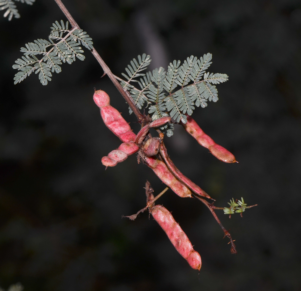 Изображение особи Mimosa aculeaticarpa.