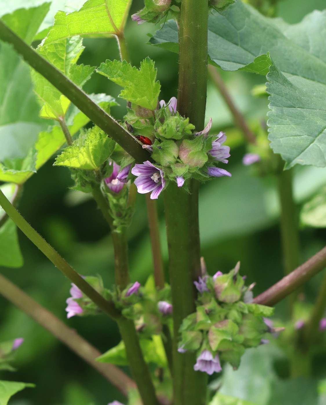 Image of Malva verticillata var. neuroloma specimen.