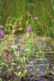 Persicaria hydropiper. Цветущее растение. Санкт-Петербург, Кронштадтский р-н, о. Котлин, побережье Финского залива. 01.08.2021.