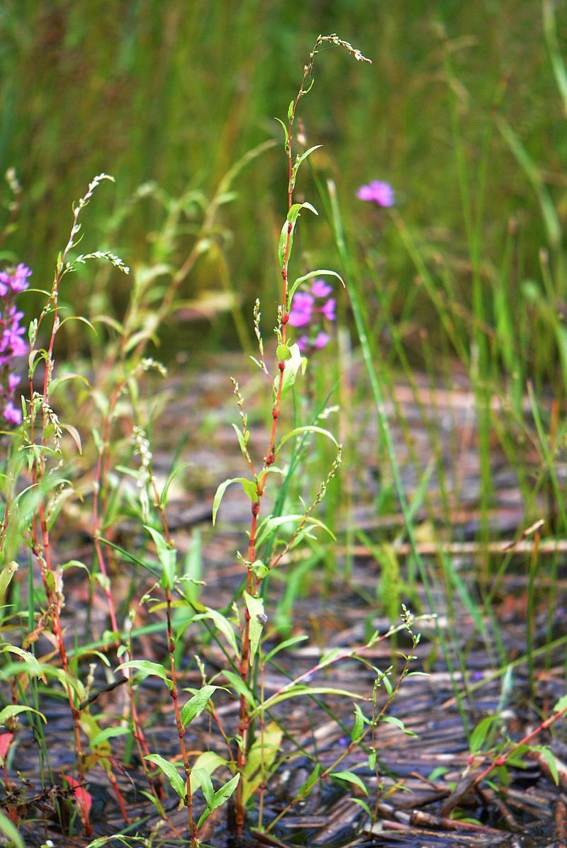 Image of Persicaria hydropiper specimen.