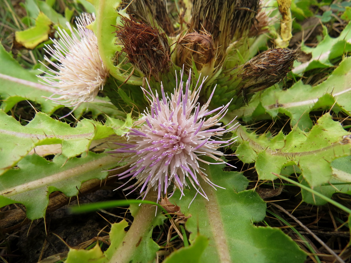 Изображение особи Cirsium roseolum.