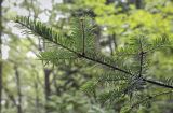 Abies balsamea