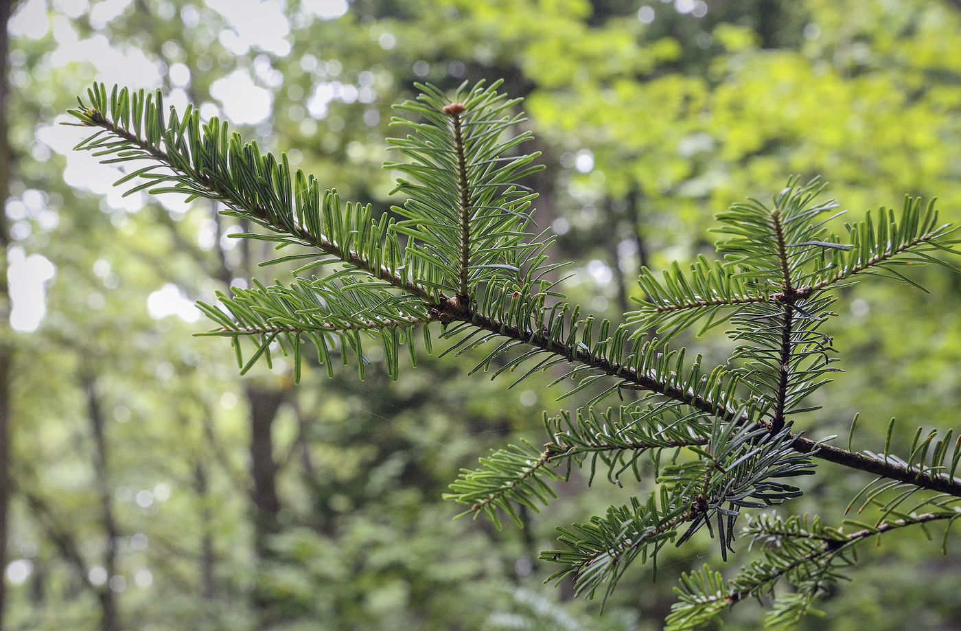 Image of Abies balsamea specimen.