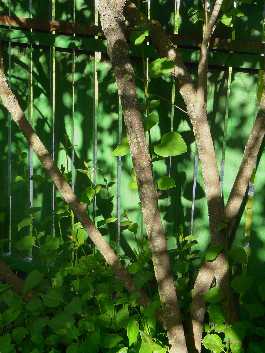 Изображение особи Syringa vulgaris.