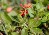 Anagallis arvensis