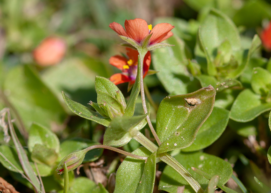 Image of Anagallis arvensis specimen.