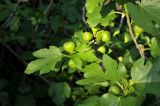 Ficus carica